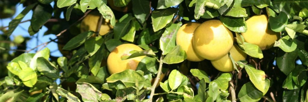 Grapefruit Citrusaver Fertilizer