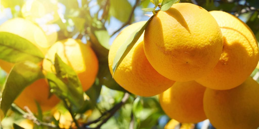 CitruSaver Fertilizer