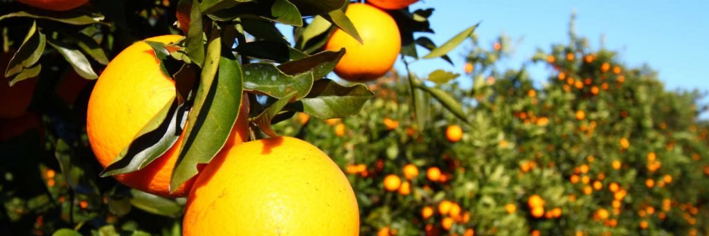 Ripe Oranges CitruSaver