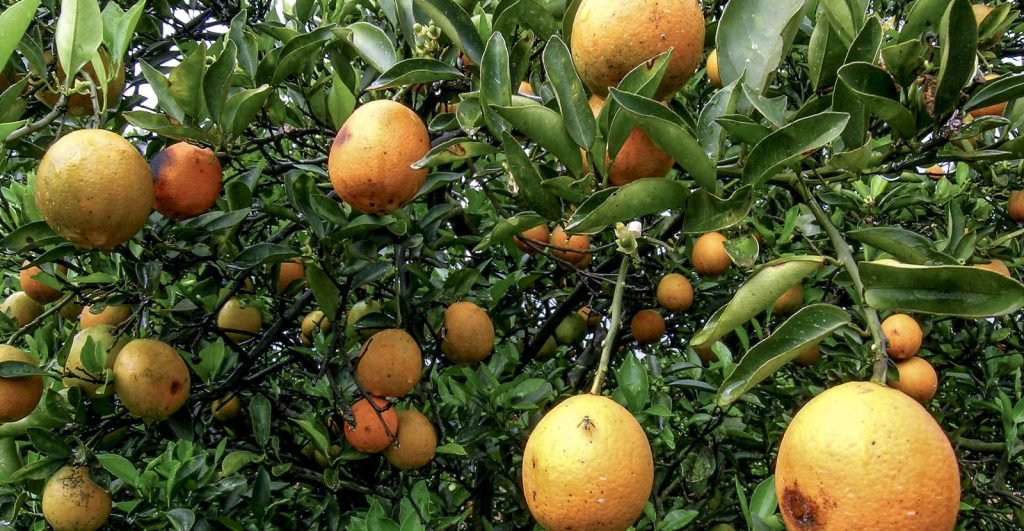 citrus greening